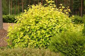 How big does dart's gold ninebark shrub get? Ninebark Dart S Gold Lake Region Nursery