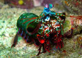 1 characters 2 synopsis 2.1 running gags 3 production 3.1 music 3.2 release 3.3 reception 4 trivia 4.1 general 4.2 errors 5 references incidental 48. 14 Incredible Mantis Shrimp Facts Fact Animal