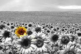 Field with blooming colorful tulips. Sunflower Field All Black White Except A Single Flower Stock Photo Picture And Royalty Free Image Image 10083017