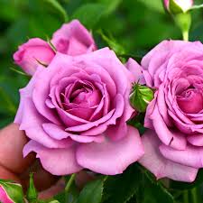 We did not find results for: The Smart Way To Grow Roses The New York Times