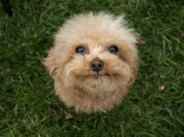 26 less than a minute. Diese Zehn Sussen Familienhunde Lieben Kinder