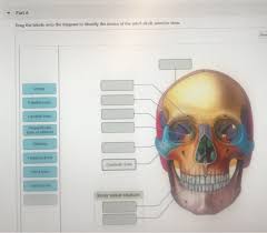 The first is by joint function, also referred to as range of motion. Wn 2810 Lacrimal Bone Diagram Wiring Diagram