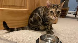 We did not find results for: Supermarkets Warn Pet Boom Causing Food Pouch Shortages Bbc News