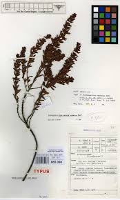 Image result for Pauridiantha paucinervis