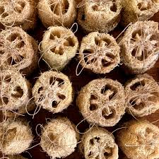 Image result for Luffa