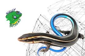 We did not find results for: Live Lizards For Sale Lizards For Sale Reptile Shop Reptile Store