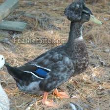 The male wood duck has gray feathers with blue markings on the wings during mating season. Crested Ducks