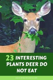 Deer god is a game where you find yourself as a deer, punished by the almighty deer god to go on a journey to really understand what it means to be there are a number of items you can eat in various biomes, mostly berry bushes or apples. 130 Deer Resistant Plants Ideas In 2021 Deer Resistant Plants Plants Perennials