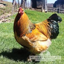 The pen consists of all three colour hens covered by a blue and a gold cockerel. Murray Mcmurray Hatchery Buff Brahmas