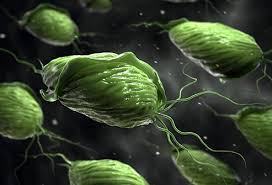 Can You Get Trichomoniasis Without Being Sexually Active