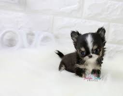 Chihuahua Puppies For Sale Teacup Chihuahua Tiny Chihuahua Puppies For Sale Chihuahua Puppies For Sale Chihuahua Puppies Teacup Chihuahua Puppies
