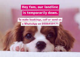 2,785 likes · 1 talking about this. Shampooch Dog Grooming In Dubai