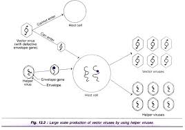 gene therapy ex vivo and in vivo gene therapy with diagram