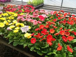 Daisy bouquet delivery in charming yellows, whites, oranges, and lavenders are beautifully arranged with other fresh. Gerbera Daisies Demarest Farms Orchard Farm Store Garden Center