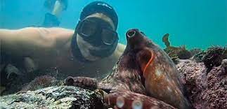 The documentary you refer to, the octopus in my house, is one of my favourites. Must Watch Nature Documentary Film My Octopus Teacher Trailer Firstshowing Net