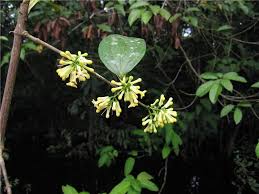 Image result for Strychnos mellodora