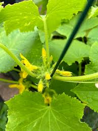 Image result for male flowers cucumber
