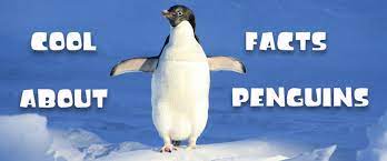 However, all known species of penguins live naturally in the southern hemisphere. Fun Facts About Penguins Cool Australia
