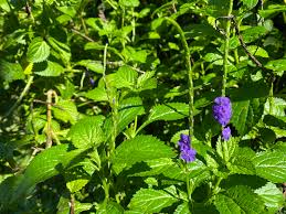 Image result for Stachytarpheta cayennensis