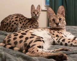 Downloading Cruelty An Investigation Into The Online Sales Of Exotic Pets In The U S An Animal Rights Article From All Creatures Org