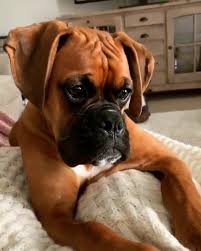 Boxer Dog Black And Brown Puppy Boxer Puppies Black Boxer Puppies Show Quality Baby Boxer Pu Boxermix Dog Breed Boxer Puppies Black Boxer Puppies Boxer Dogs