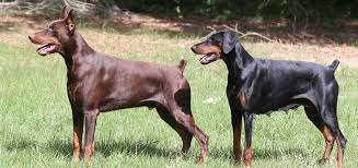 Maybe you would like to learn more about one of these? Charismatic Dobermans European Dobermans