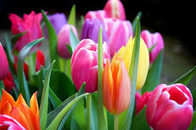 Fruhlingsbilder Fruhling Kostenlose Bilder Download Titania Foto Schone Blumen Bilder Fruhling Bilder Bilder