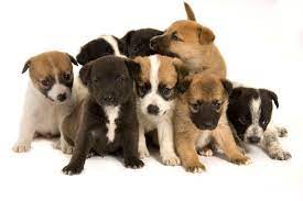 More stories for a litter of puppies » Can A Litter Of Dogs Have Different Fathers Let S Talk Dogs And Superfecundation