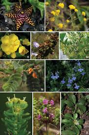 Image result for Sclerochiton coeruleus