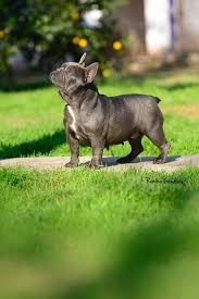 Favorite this post jul 19 french bulldog chocolate male $2,800 (miami miami / dade county ) pic hide this posting restore restore this posting. Bull Dog Frances Blue Lilac And Chocolate Home Facebook