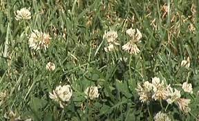 Maybe you would like to learn more about one of these? Did You Know The Little White Flowers In Your Cny Lawn Are Weeds
