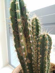 The top causes of a browning cactus include root rot, pest invasions, sunburn damage and aging. What Are These Brown Spots On My Cactus Gardening Landscaping Stack Exchange