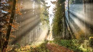 Amazing collection of best forest hd background wallpaper images for desktop, laptop, android phone, apple iphone, tablet and other devices. Sun Ray Forest Woodland Rays Autumn Forest Forest Path Sunlight Path Hd Wallpaper Wallpaperbetter