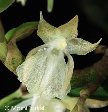 Image result for Rhipidoglossum