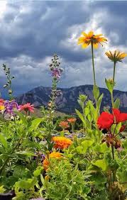 From foothills tours around the city to trilling hiking tours to the heart of american wild nature. Wildflowers Of Colorado Colorado Wildflowers Colorado Flowers Beautiful Nature