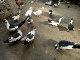 Seperti itik, ayam, serta hati sapi. Hewan Peliharaan Itik Manila Dalam Bahasa Aceh Disebut Itek Pelati Steemit