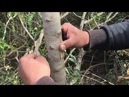 24 Nisan 2019 Zeytin Goz Alisi Zeytine Asi Yaptik Youtube