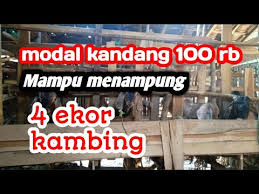 Berikut cara membuat kandang kambing panggung sederhana: Tips Dan Trik Kandang Kambing Sederhana Hasil Istimewa Sobat K Mudah Cara Hemat Di Bulan Agustus 2020 Rabab Minangkabau