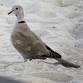 Hernando County Christmas Bird Counts Track... event in Brooksville, FL