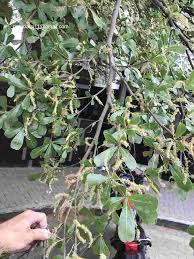 Image result for Terminalia neotaliala