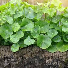 Gotu Kola May Help Boost Your Memory & Mood + Other Benefits - Dr. Axe