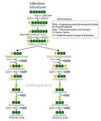 Maybe you would like to learn more about one of these? Biologi Gonzaga Soal Essay Metabolisme Sel