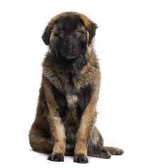 Although these are purebred dogs, you may find them in the care of shelters and. Leonberger Hunde Informationen Zu Den Bienenarten Omlet