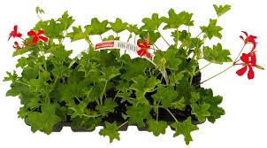 Image result for foto muškáty