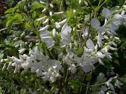 Image result for Indigofera demissa