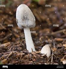 Image result for Coprinus lagopus