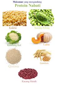 Untuk memenuhi kebutuhan protein ada baiknya mulai dari sekarang kamu memperhatikan asupan makanan yang mengandung protein. Makanan Yang Mengandung Protein Nabati Tugas Sekolah Ku