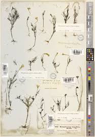 Image result for Rhamphicarpa