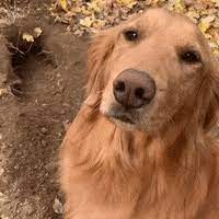 Golden Retrievers Smile Gif Find Share On Giphy