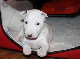 Miniature Bull Terrier Get You A Dog Who Can Do Both Animalsbay Miniature Bull Terrier Bull Terrier Rescue Mini Bull Terriers